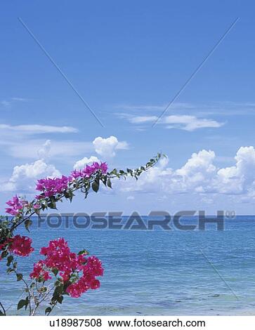 Stock Photo - Bougainvillea at beach, Florida, USA. Fotosearch