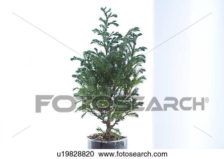 Stock Image - Boulevard Cypress . Fotosearch