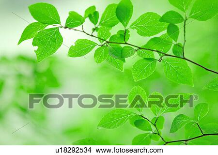 Picture - Bright Green Leaves. Fotosearch