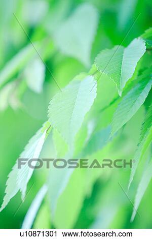 Bright Green Leaves View Large Photo Image Stock Image - Bright Green Leaves. Fotosearch