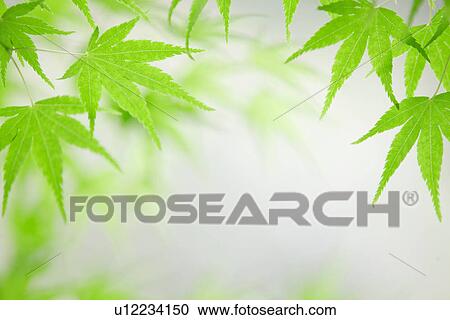 Bright Green Leaves View Large Photo Image Stock Image - Bright Green Leaves. Fotosearch