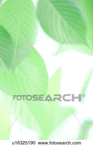 Stock Image - Bright Green Leaves. Fotosearch