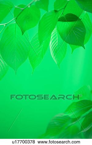 Stock Photo - Bright Green Leaves. Fotosearch