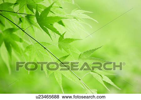 Stock Photo - Bright Green Leaves. Fotosearch