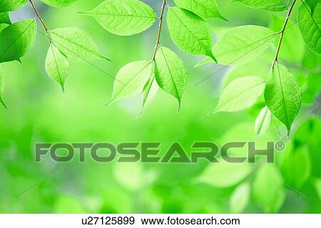 Stock Photo - Bright Green Leaves. Fotosearch