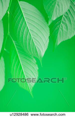Stock Photograph - Bright Green Leaves. Fotosearch