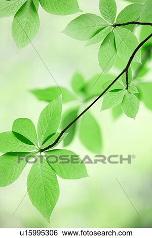 Bright Green Leaves View Large Photo Image Stock Photograph - Bright Green Leaves. Fotosearch