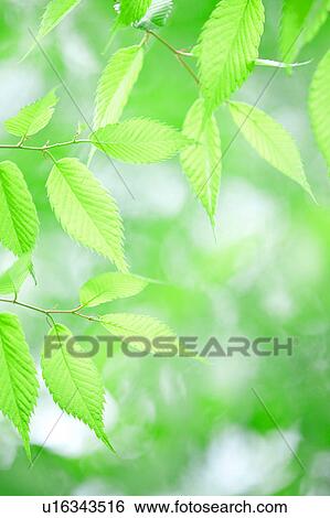 Stock Photograph - Bright Green Leaves. Fotosearch