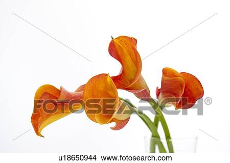 Picture - Calla lily. Fotosearch