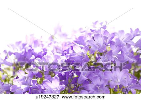 Campanula View Large Photo Image Stock Photo - Campanula. Fotosearch