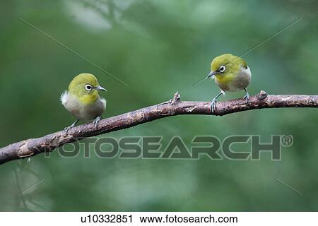 Cape White Eye, Kanagawa Prefecture, Japan View Large Photo Image Stock Image - Cape White Eye, Kanagawa Prefecture, Japan. Fotosearch