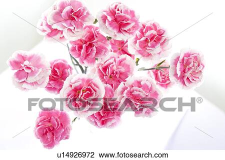 Carnation View Large Photo Image Stock Image - Carnation. Fotosearch