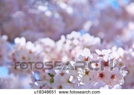 cherry blossom View Large Photo Image Stock Image - cherry blossom. Fotosearch