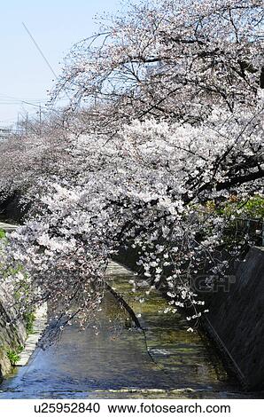 Stock Image - Cherry blossom trees by river. Fotosearch