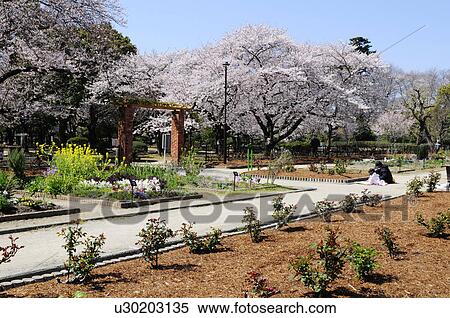 Cherry blossom trees in park View Large Photo Image Stock Photography - Cherry blossom trees in park. Fotosearch