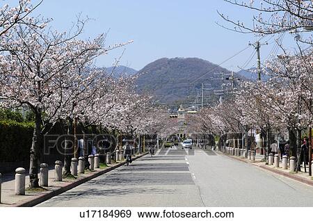 Stock Photo - Cherry blossom trees lining road. Fotosearch