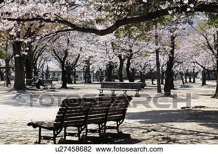 Stock Image - Cherry blossom trees over bench. Fotosearch