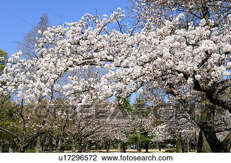Cherry blossom trees View Large Photo Image Stock Image - Cherry blossom trees. Fotosearch