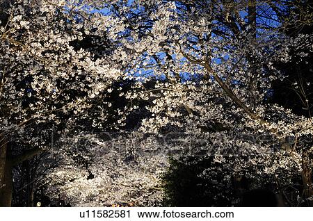 Cherry blossoms View Large Photo Image Stock Image - Cherry blossoms. Fotosearch