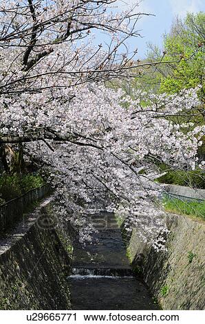 Stock Image - Cherry tree above stream. Fotosearch