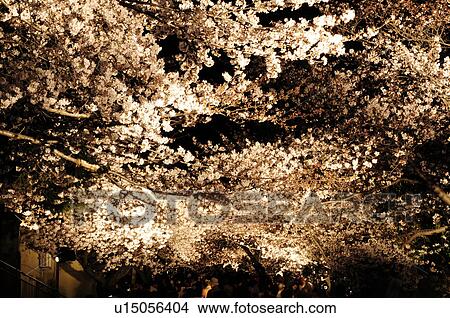 Picture - Cherry tree at night. Fotosearch
