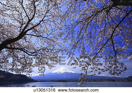 Cherry trees and snowcapped mountain peak View Large Photo Image Stock Photograph - Cherry trees and snowcapped mountain peak. Fotosearch