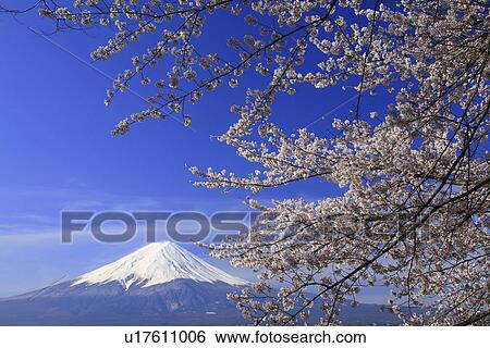 Stock Photograph - Cherry trees and snowcapped mountain peak. Fotosearch