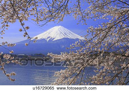 Stock Photography - Cherry trees and snowcapped mountain peak. Fotosearch