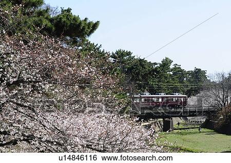 Stock Photograph - Cherry trees and train at Shukugawa Park. Fotosearch