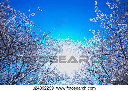 Cherry trees in blossom View Large Photo Image Stock Photo - Cherry trees in blossom. Fotosearch