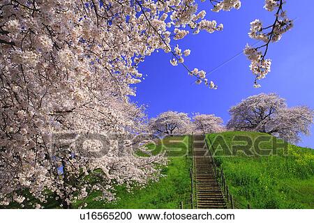 Cherry trees on a hill View Large Photo Image Stock Image - Cherry trees on a hill. Fotosearch