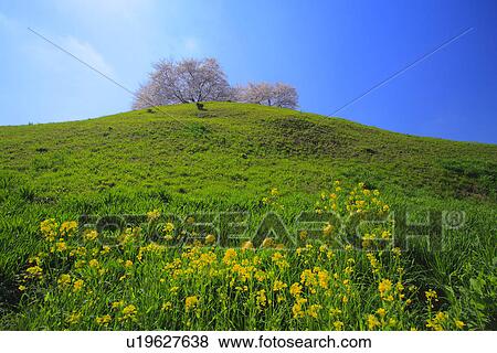 Cherry trees on a hill View Large Photo Image Stock Photo - Cherry trees on a hill. Fotosearch
