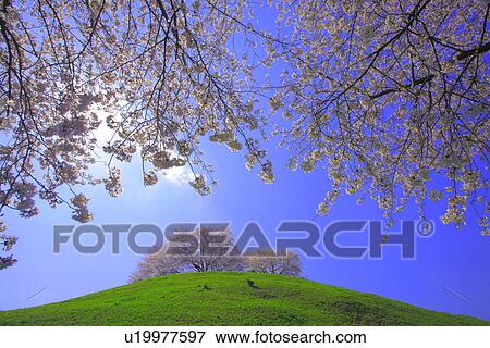 Cherry trees on a hill View Large Photo Image Stock Photo - Cherry trees on a hill. Fotosearch