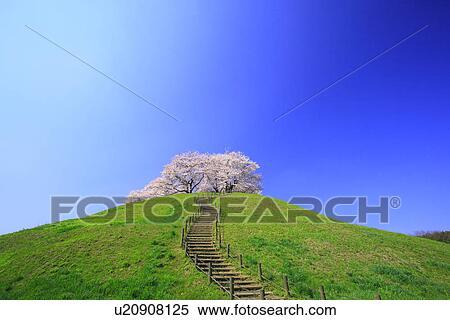Cherry trees on a hill View Large Photo Image Stock Photography - Cherry trees on a hill. Fotosearch