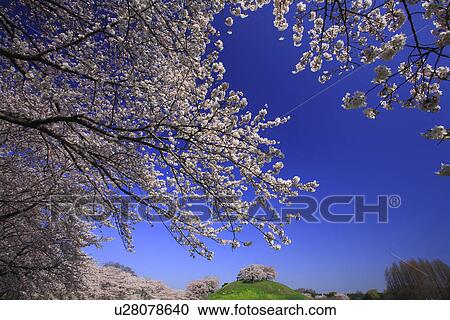 Stock Image - Cherry trees. Fotosearch