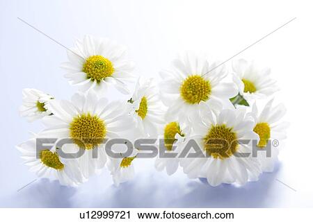 Chrysanthemum View Large Photo Image Stock Image - Chrysanthemum. Fotosearch