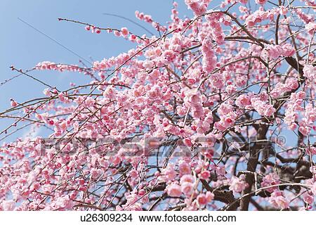 Close-Up of Plum Blossom Tree View Large Photo Image Picture - Close-Up of Plum Blossom Tree. Fotosearch