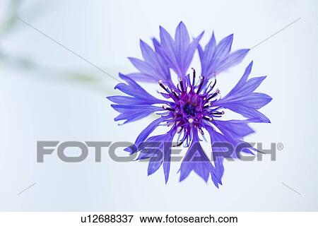 Stock Photo - Cornflower. Fotosearch