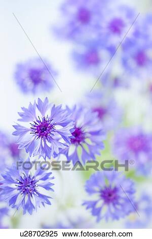 Stock Photography - Cornflowers. Fotosearch