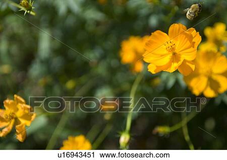 Stock Image - Cosmos and bee. Fotosearch