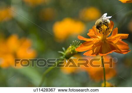 Cosmos and bee View Large Photo Image Stock Photo - Cosmos and bee. Fotosearch
