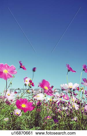 Cosmos (Cosmos bipinnatus) View Large Photo Image Stock Image - Cosmos (Cosmos bipinnatus). Fotosearch