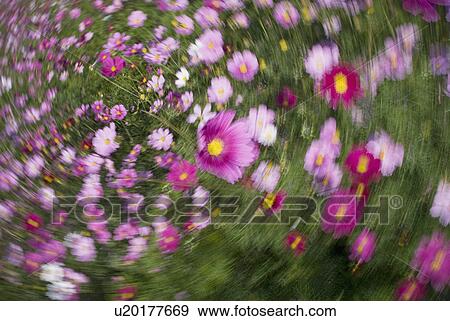 Stock Photo - Cosmos (Cosmos bipinnatus). Fotosearch