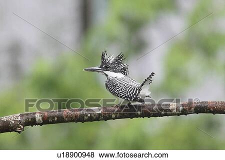 Crested Kingfisher, Japan View Large Photo Image Stock Photo - Crested Kingfisher, Japan. Fotosearch