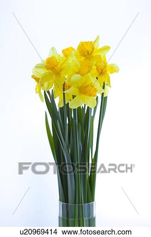 Picture - Daffodils. Fotosearch