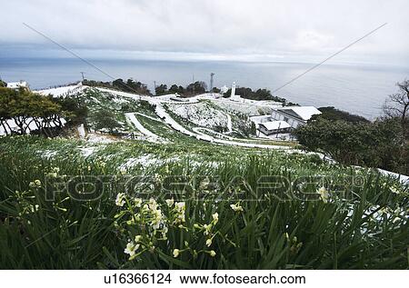 Picture - Echizen Narcissus Flowers Near Cape. Fotosearch