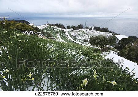 Echizen Narcissus Flowers Near Cape View Large Photo Image Stock Image - Echizen Narcissus Flowers Near Cape. Fotosearch