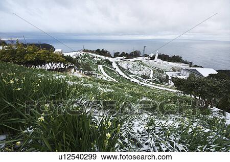 Echizen Narcissus Flowers Near Cape View Large Photo Image Stock Photo - Echizen Narcissus Flowers Near Cape. Fotosearch