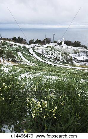 Echizen Narcissus Flowers Near Cape View Large Photo Image Stock Photo - Echizen Narcissus Flowers Near Cape. Fotosearch