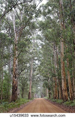 Eucalyptus polyanthemos forest View Large Photo Image Stock Image - Eucalyptus polyanthemos forest. Fotosearch